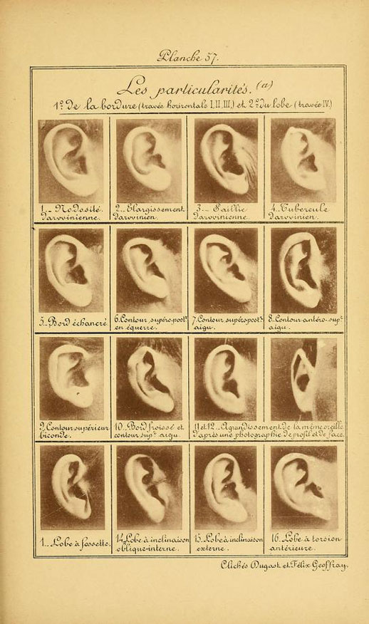 Las particularidades de la oreja